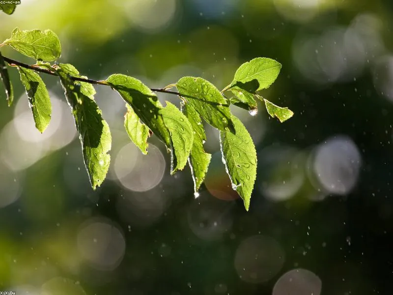 Sprinkler system